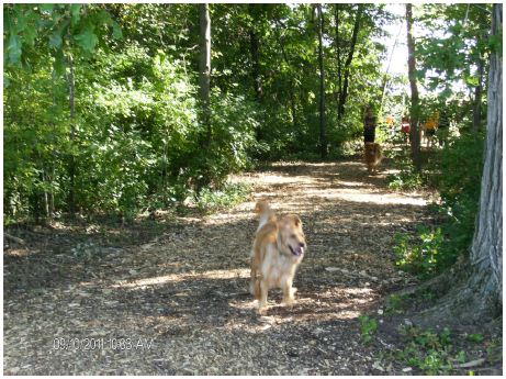dogpark