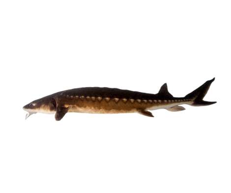 sturgeon