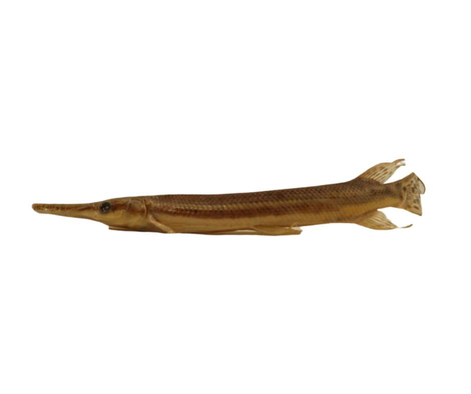 gar