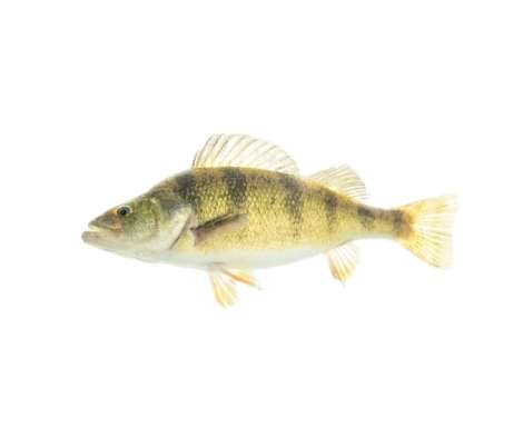 yellow perch