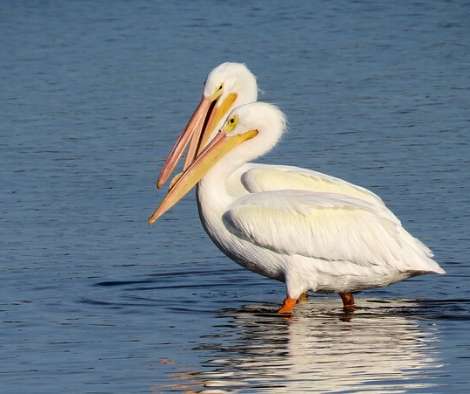 pelicans