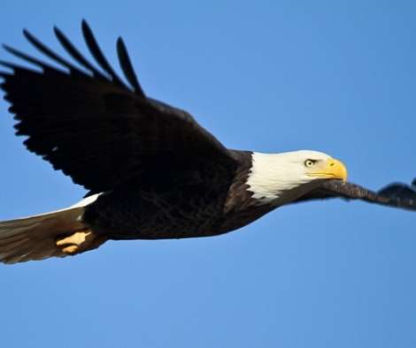 bald eagle