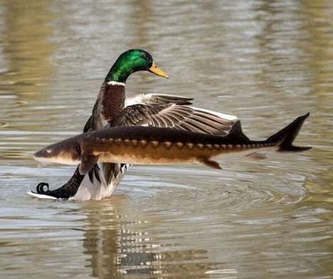 mallard duck