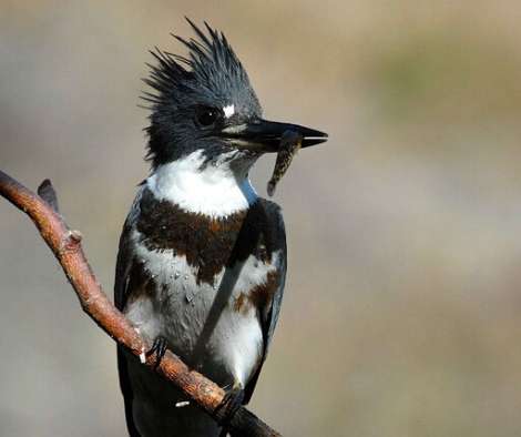 Belted Kingfisher