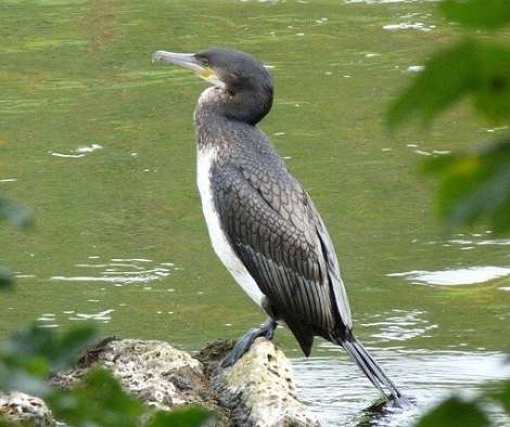 Cormorant