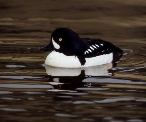 Goldeneye Duck