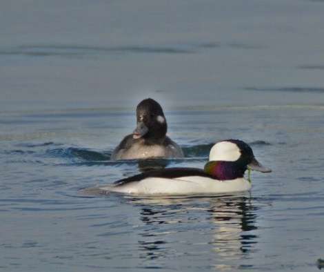 bufflehead duck