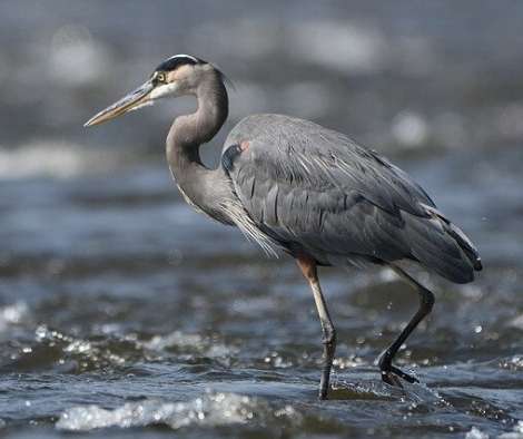 Great Blue Heron