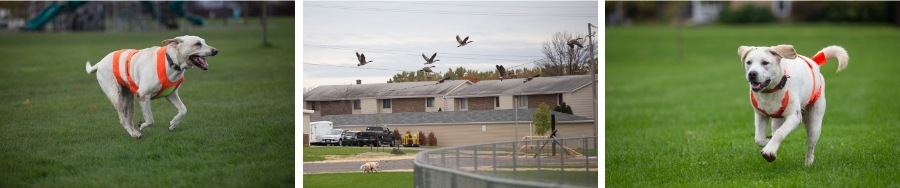 goose patrol program