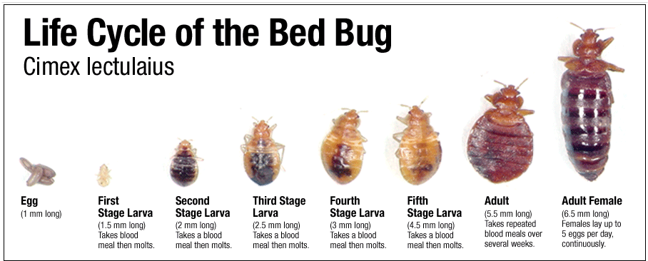 Bed bug