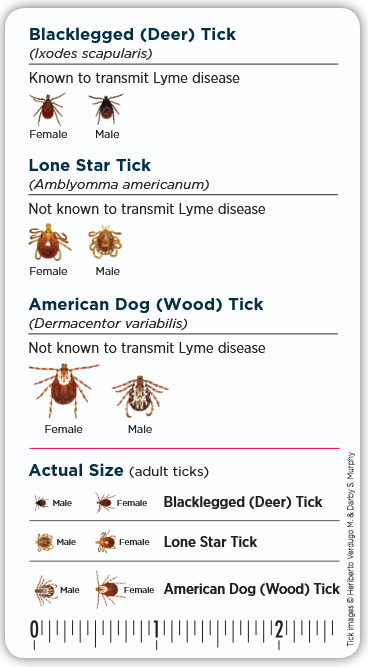tick identification