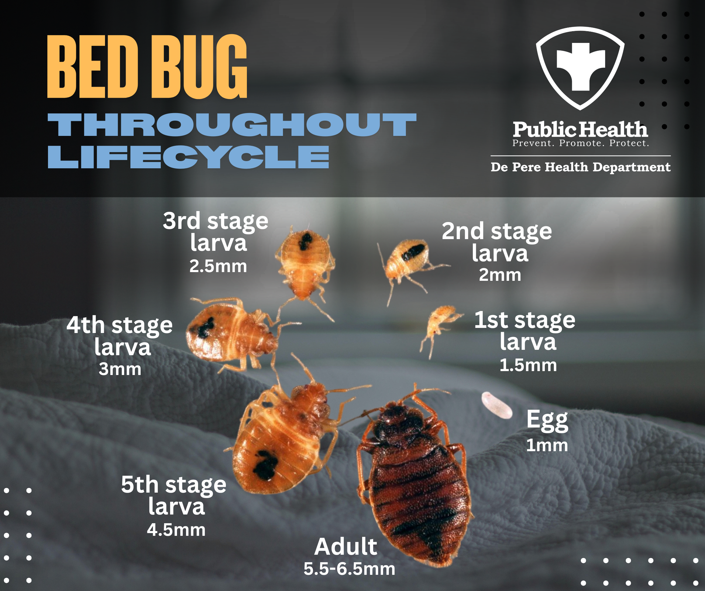 bed bug
